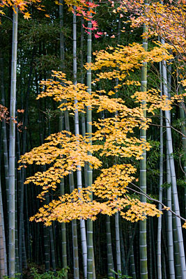 Tapınak bahçesinden bambu ormanının görünüşü.