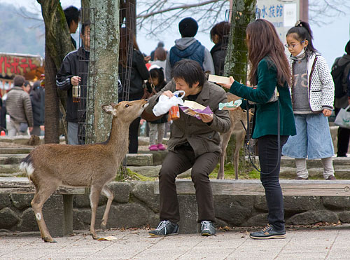 Bu genç çift, yiyeceklerini geyikle paylaşırken geyik kendisine verilenle yetinmeyip yiyeceğin hepsini yemek istiyor.