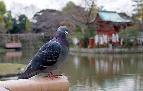 Genpei gölü kenarında güvercin. Arkada Hataage Benzaiten Tapınağı görünüyor.