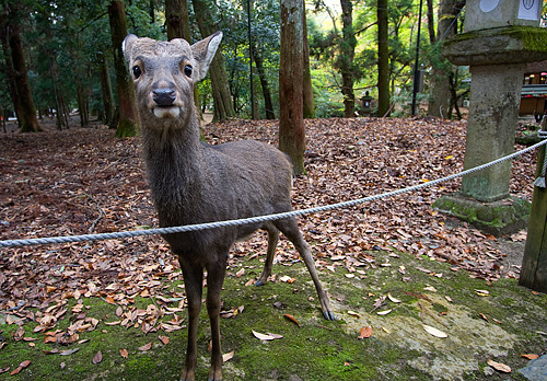 Nara'da şaşkın bakan geyik