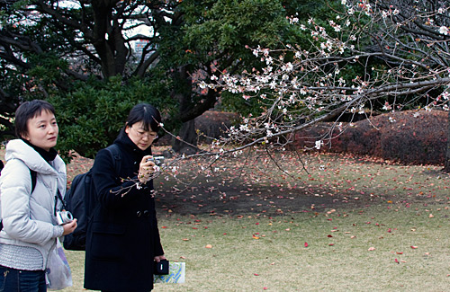 Kiraz ağaçlarının bazıları mevsiminden önce çiçek açıyor. Sakura denilen bu çiçeklerin Japon halkı için özel bir önemi var ve mutlaka ilgi gösteriyorlar.