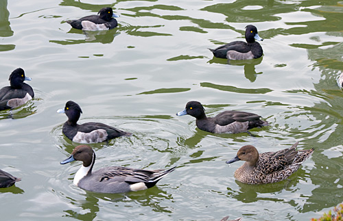 Ueno Parkı'nın havuzunda gezen yabanıl su kuşları.
